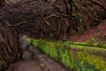420_Madera_Levada das 25 Fontes
